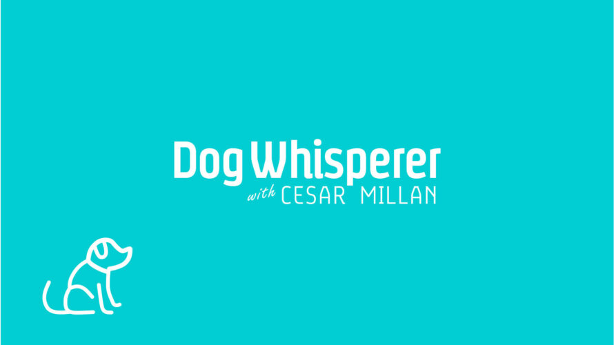 Radar shouts about Dog Whisperer YouTube channel success